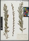 Foto von Salix repens L. x Salix viminalis L.